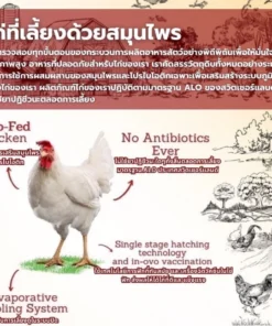 Organic Fresh Chicken