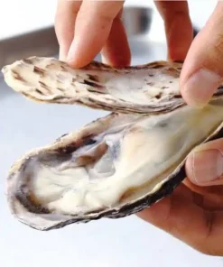smart oyster fresh