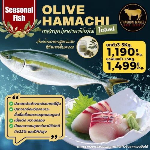 Olive Hamachi ปลาฮามาจิโอลีฟ พรีเมียมจากญี่ปุ่น