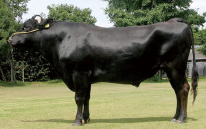 เนื้อวัวมิยาซากิ