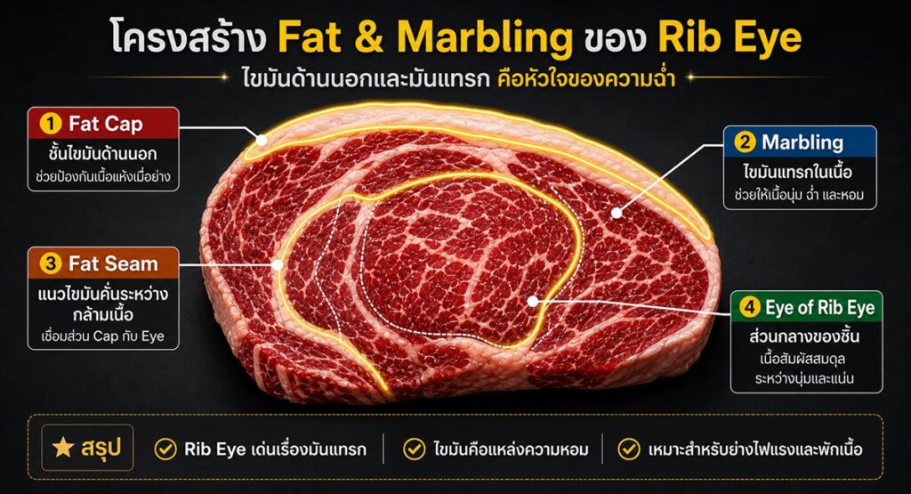 เจาะลึกโครงสร้างเนื้อ Rib Eye เผยความลับความอร่อยที่คนรักสเต็กต้องรู้