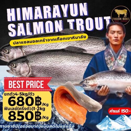 ปลาแซลมอนเทราต์ หิมาลัย สดไม่แช่แข็ง เกรดซาซิมิ