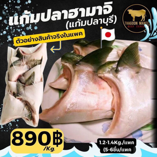 ภาพสินค้าแก้มปลาฮามาจิญี่ปุ่น หรือแก้มปลาบุรี บรรจุแพ็ก น้ำหนักประมาณ 1.2-1.4 กก. เหมาะสำหรับนำไปย่าง อบ ทอด หรือทำเมนูอาหารญี่ปุ่น