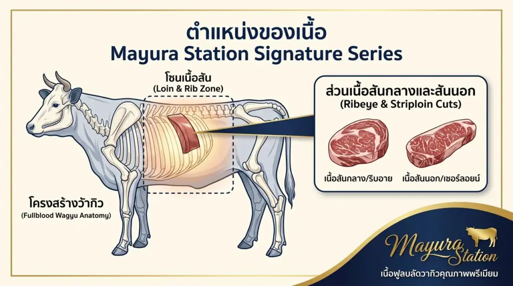Mayura Station Signature Series วากิวออสเตรเลียระดับเรือธง การันตีคุณภาพระดับโลก พร้อมเปิดให้สั่งจองรอบพิเศษ